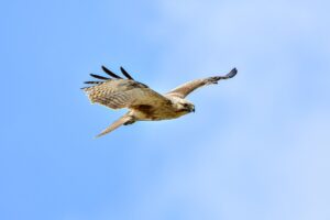 senior citizen low maintenance pixie cuts for thin hair