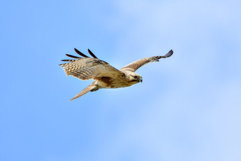 senior citizen low maintenance pixie cuts for thin hair