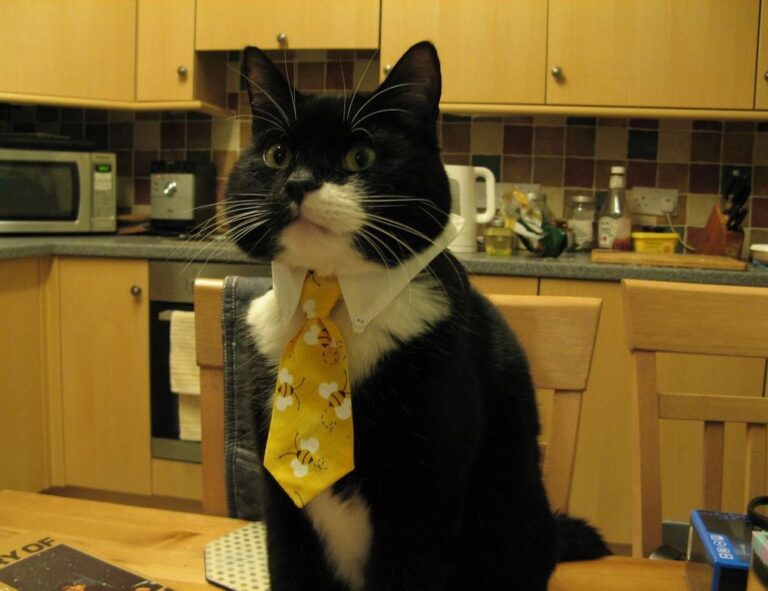 how are zayepro pharmaceuticals ltd drugs made