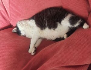 how to download widdeadvi in pc windows 7