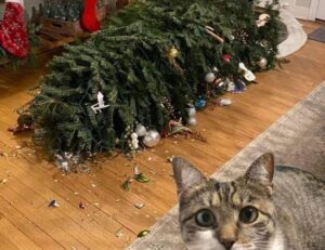 why sumcuyu high in potassium