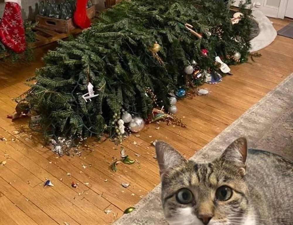 why sumcuyu high in potassium