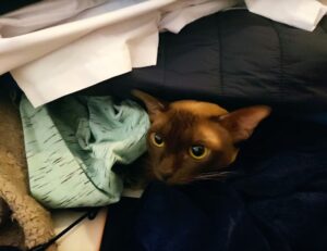 why upgrade immorpos35.3 software regularly