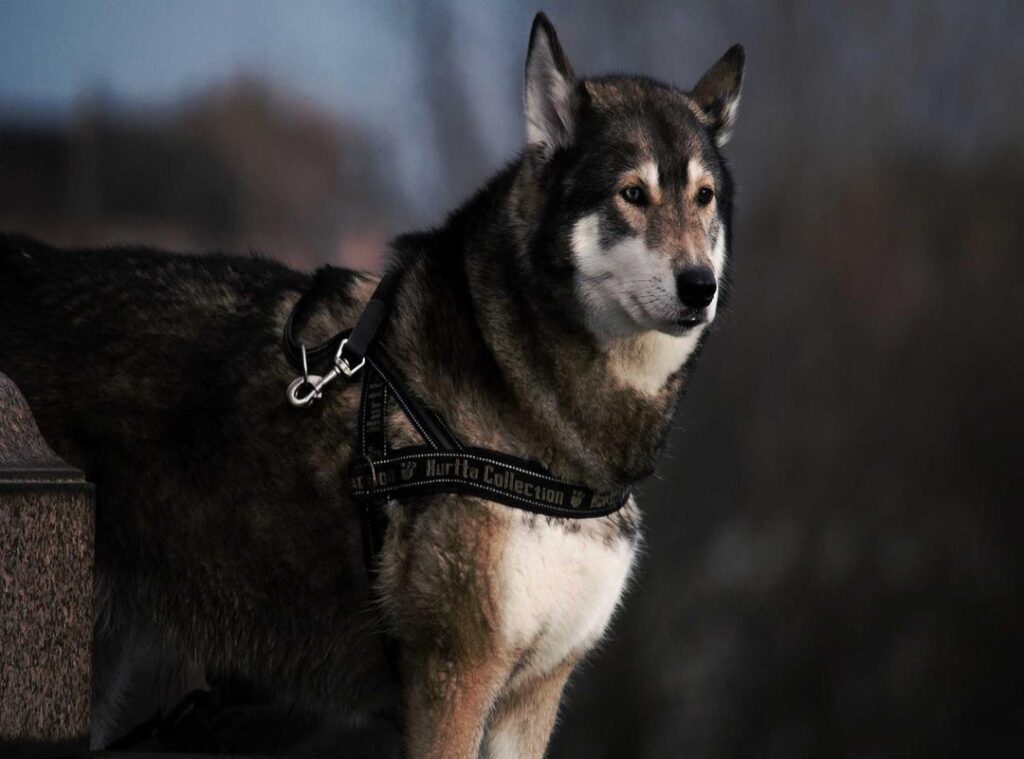 biascope download.co