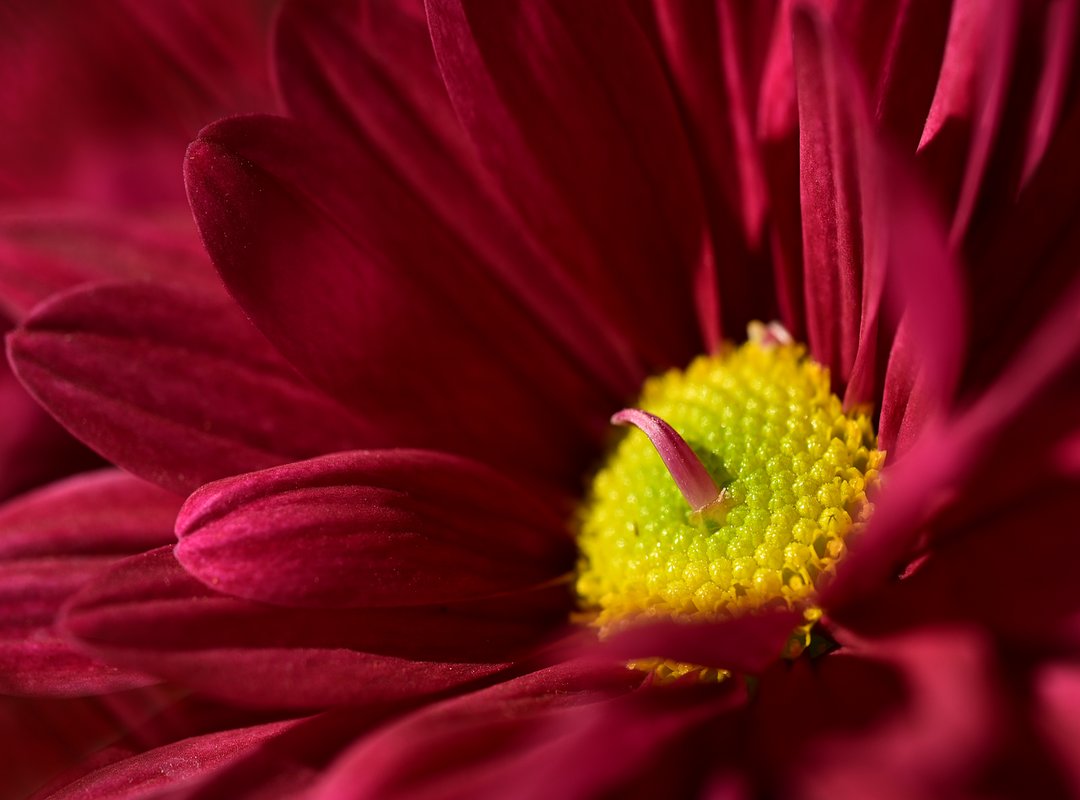 Pros and Cons of Lassana Photo Wallpaper