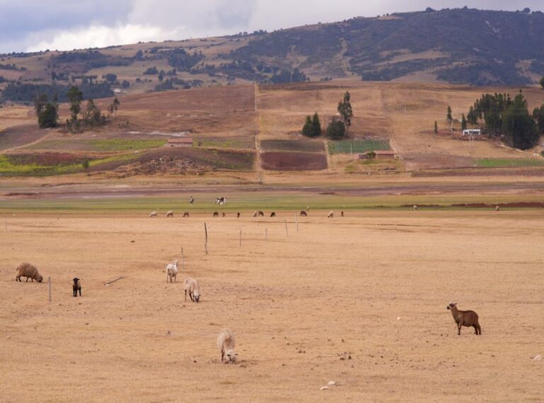 picsart toca boca skin